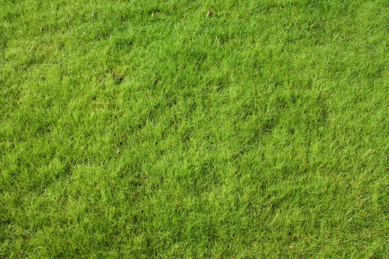 Lawn Restoration detail