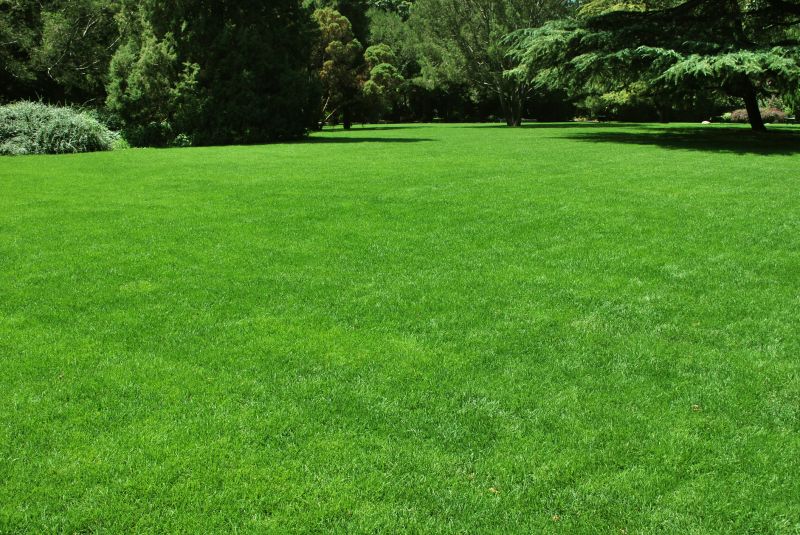 Lawn Restoration detail