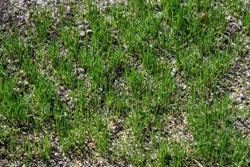 Lawn Restoration detail